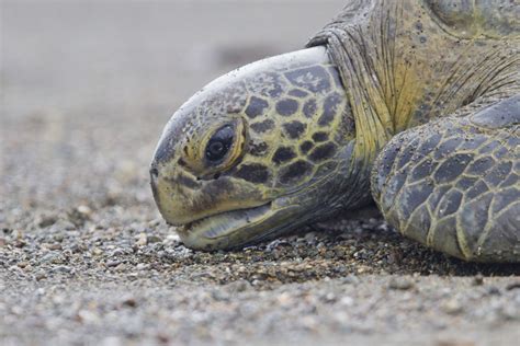 Sea Turtle Diet — SEE Turtles