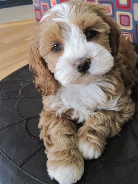 Image result for Cockapoo Dog Baby