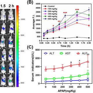 Image result for Intraperitoneal Injection of BALB/c Mice