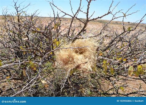 Nest of the White-browed Sparrow, , Augrabies Falls National Park , South Africa Stock Photo ...