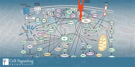 Complex Network 的图像结果