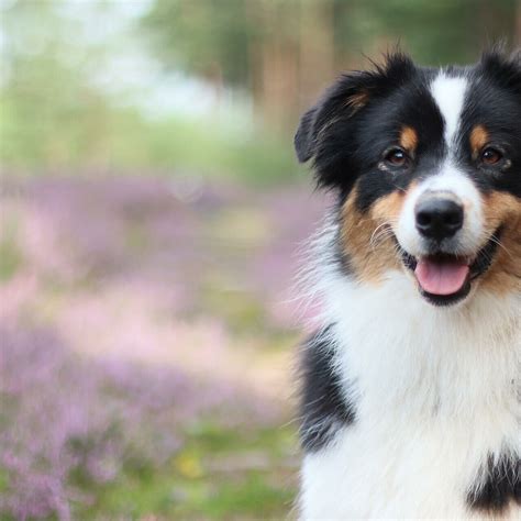 Lakelands it's my Life - Black Betty - LA Aussies