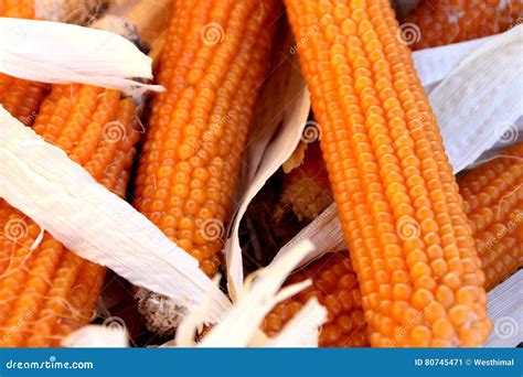 Golden Popcorn, Yellow Popcorn, Zea Mays Var. Everta Stock Image ...