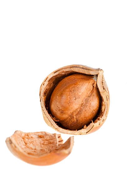 Image result for Empty Hazelnut Shell