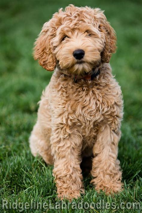 Image result for Labradoodle