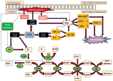 Hepatoprotective Potential of Malaysian Medicinal Plants: A Review on ...