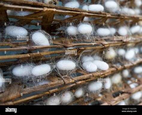 Chrysalis yellow silkworm cocoons in hi-res stock photography and ...