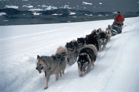 秒懂南极百科：为什么南极有“禁狗令”？__凤凰网