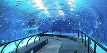 【携程攻略】厦门厦门海底世界景点,厦门海底世界是鼓浪屿岛上的著名景点，由原鼓浪公园改造的大型水族馆…
