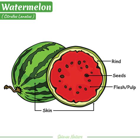 Melon En Ingles Sinonimos at Beverly Wesson blog