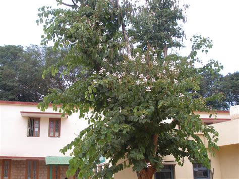 Herbarium JCB