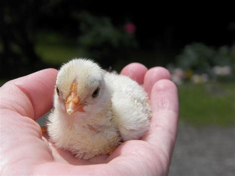 Python vs Chick 的图像结果