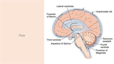 Image result for Normal Head Size
