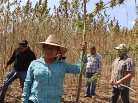 https://www.imagenradio.com.mx/media/files/imagen_radio/images/oaxaca_cisecha_patricia_briseno.jpg