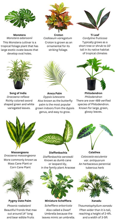 Foliage Guide