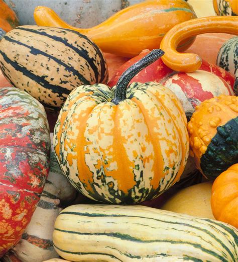 Identifying Types Of Squash 16 Types Of Winter Squash To Know (Plus