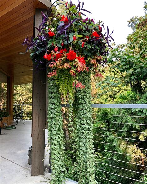 What Plants Can I Put In A Hanging Basket at Anthony Patterson blog