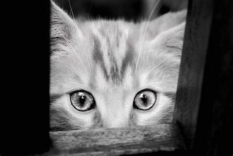 4K, domestic, domestic cat, indoors, mammal, feline, one animal, eye ...