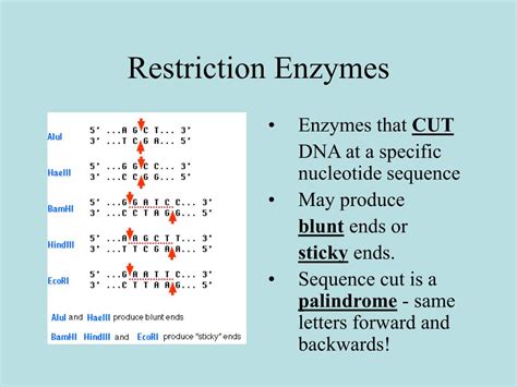 Image result for Restriction Enzymes Function