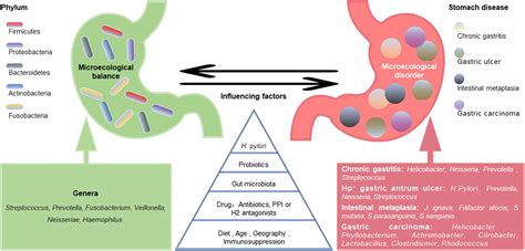 Frontiers | Gastric microbiota dysbiosis and Helicobacter pylori infection