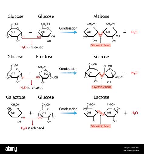 Disaccharides formation, illustration Stock Photo - Alamy