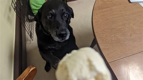 Image result for Seiko Spring Drive Watch Common Problems