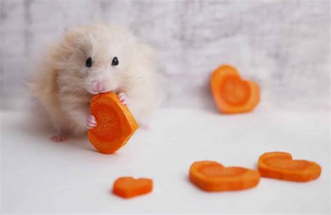 Can Hamsters Eat Carrots? - 11 Health Benefits, 6 Risks & Important Facts
