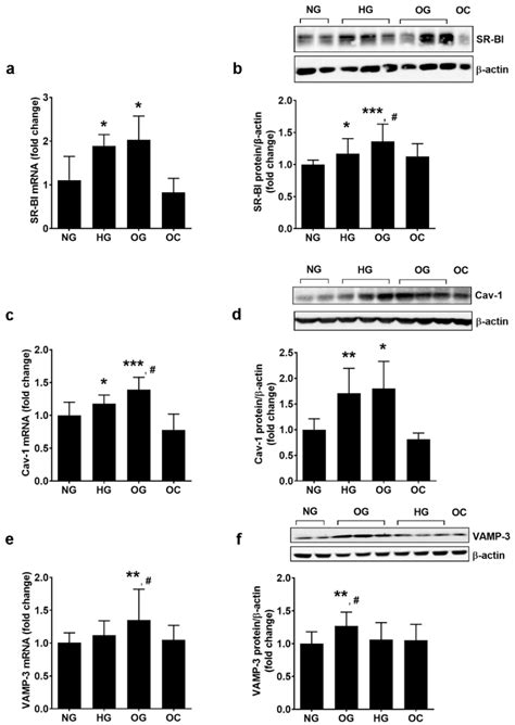 Oscillating Glucose Induces the Increase in Inflammatory Stress through ...