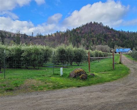 RIVER RANCH OREGON OLIVE OIL (2025) All You Need to Know BEFORE You Go ...