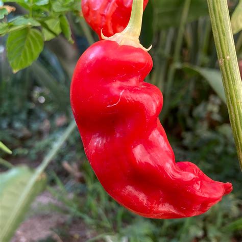 Sugar Rush Red Pepper Seeds | Tyler Farms