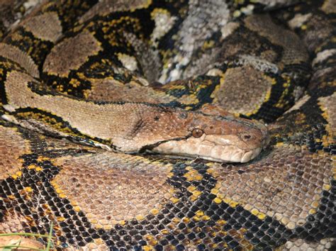 Reticulated Python Power 的图像结果