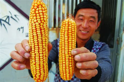 市场：进口猛增6倍，近期玉米市场上有好多事 - 农批市场 - 安康农批网