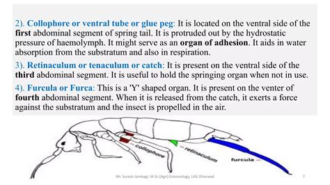 Insect abdomen and its appendages | PPTX