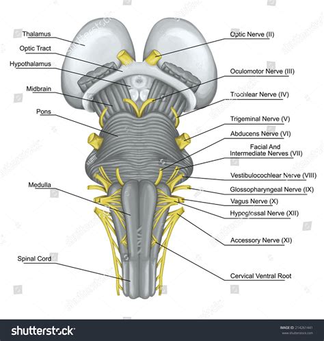 Ventral View Of Brain With Cranial Nerves Cranial Nerves