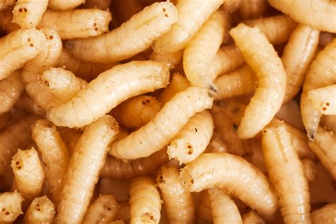 How To Get Rid of Maggots In Your Home | Family Handyman
