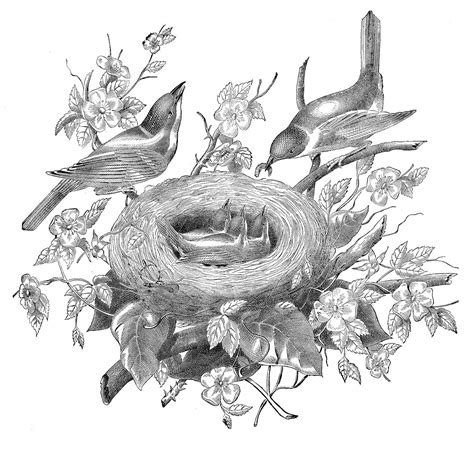 Birds Nest Clipart Black And White
