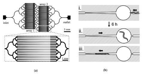 Microfluidic Technologies for High Throughput Screening Through Sorting ...