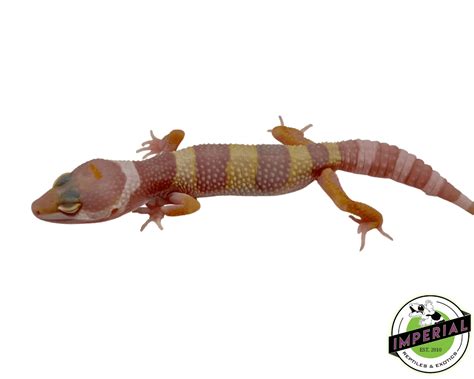 Albino Leopard Gecko