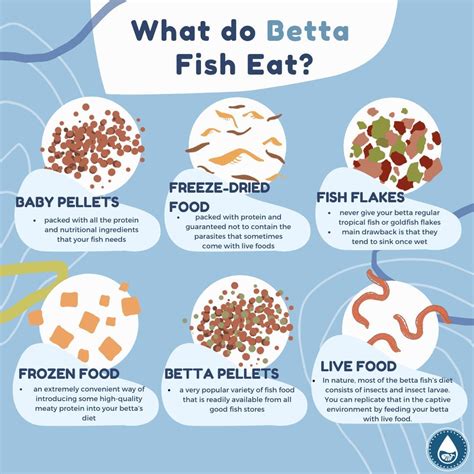 How Often to Feed a Betta Fish | Complete Feeding Guide