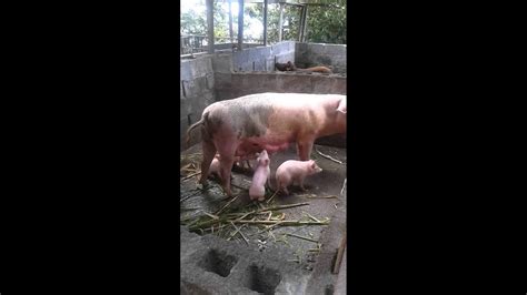 Small-Scale Hog Farming 的图像结果
