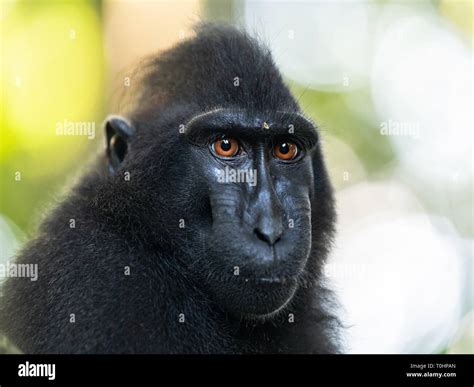 The Celebes crested macaque . Close up portrait. Crested black macaque ...