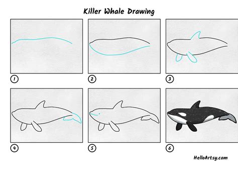How To Draw A Step By Step Orca at Alison Mclemore blog