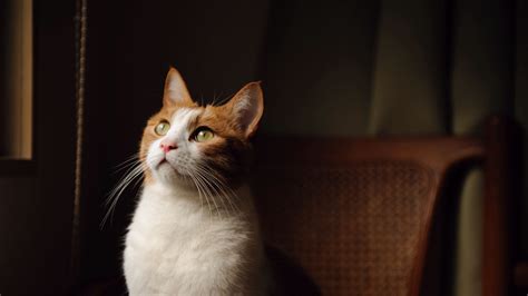 Download wallpaper 2560x1440 cat, white and red, color, green eyes ...