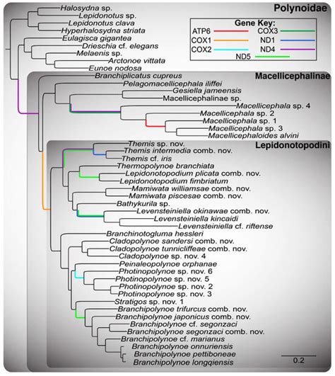 Phylogenetics of Lepidonotopodini (Macellicephalinae, Polynoidae ...