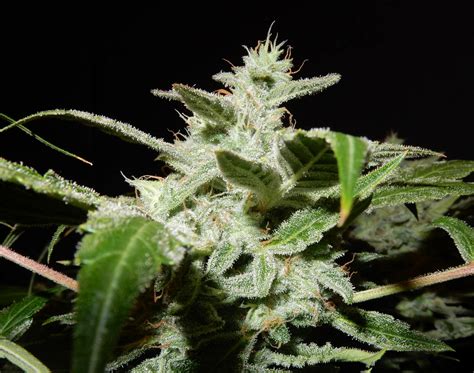 Image result for Alien vs Triangle Strain