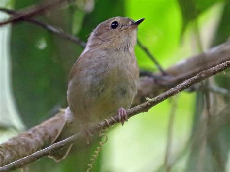 Vogelkop Scrubwren - eBird