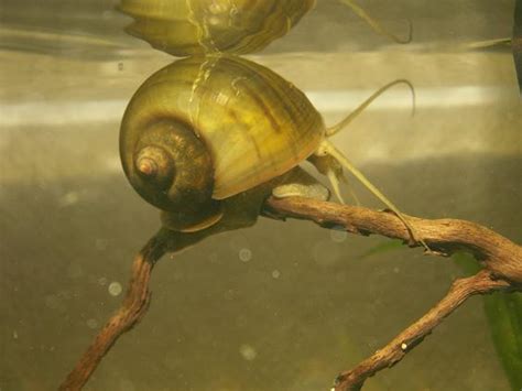 Suche dringend Pomacea canaliculata in München | Tiere | Kleinanzeigen