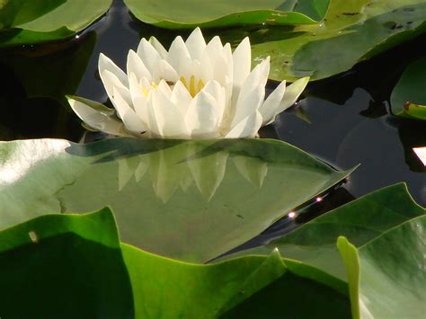 Lily Pad Free Stock Photo - Public Domain Pictures