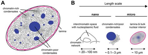 The Cell Nucleus as a Multiscale Porous Medium | Encyclopedia MDPI