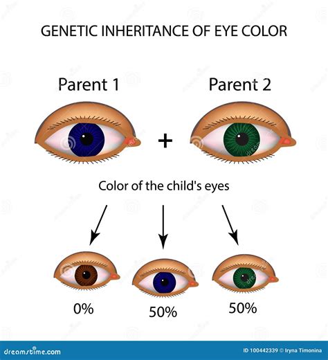 Punnett Square Eye Color Green